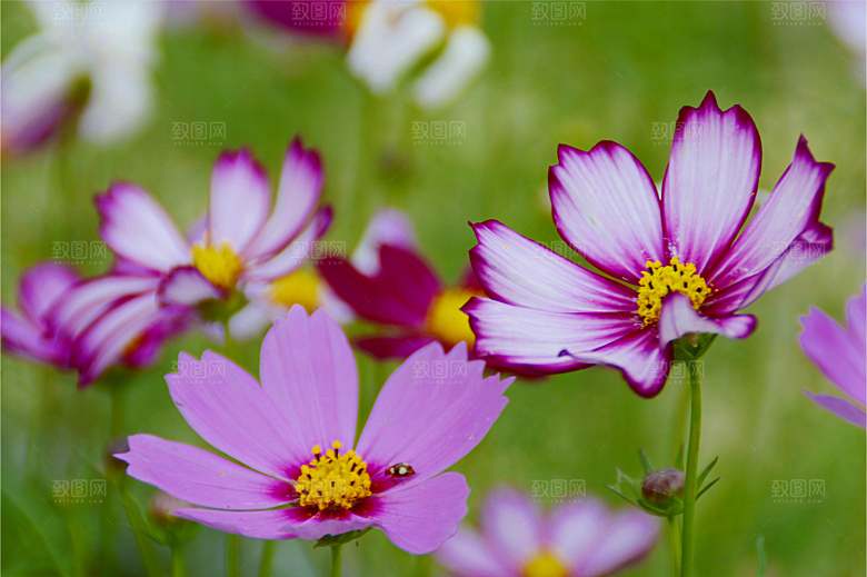 格桑花开格桑花特写
