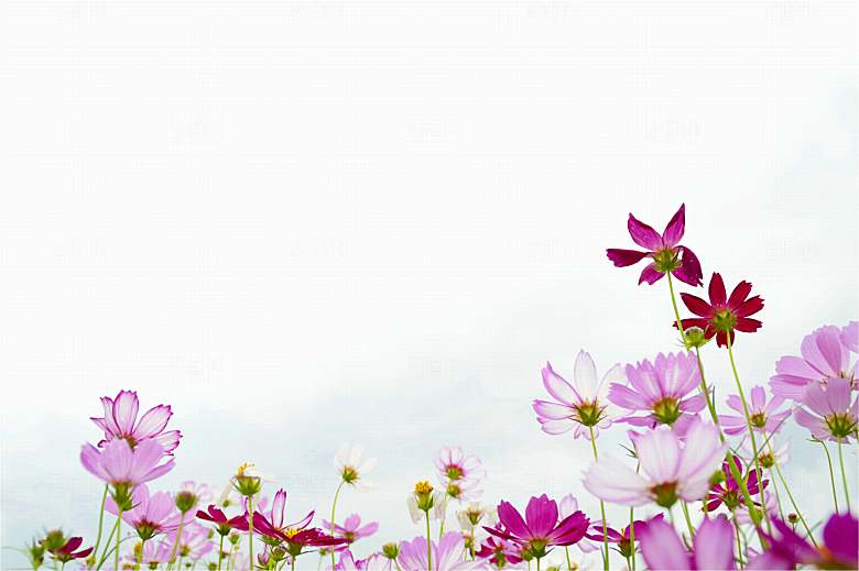 格桑花开格桑花特写