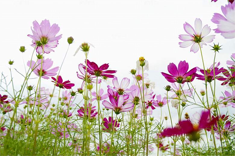格桑花开格桑花特写