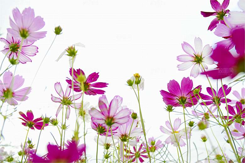 格桑花开格桑花特写