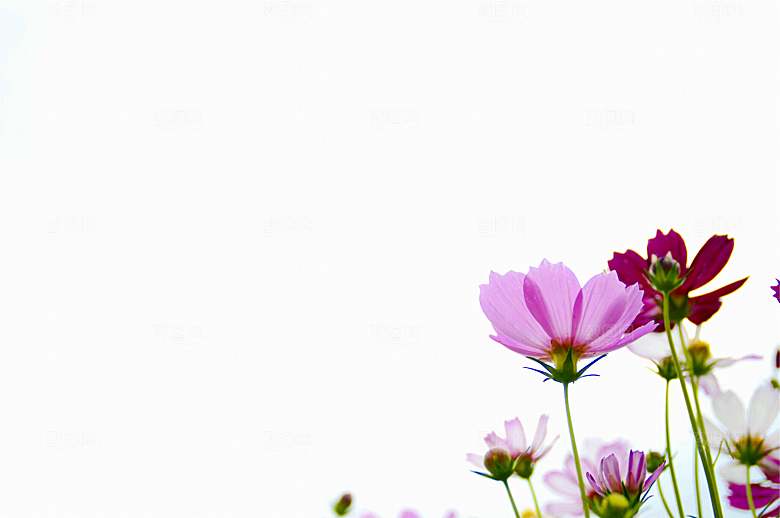格桑花开格桑花特写