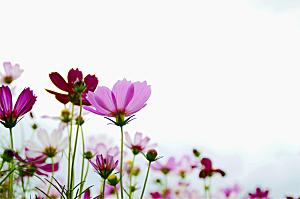 格桑花开格桑花特写