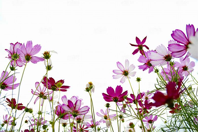格桑花开格桑花特写