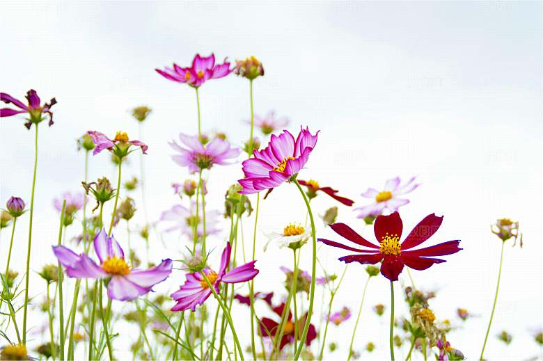 格桑花开格桑花特写
