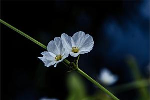 格桑花开格桑花特写