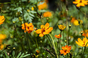 格桑花开格桑花特写