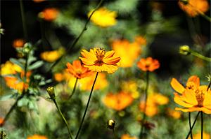 格桑花开格桑花特写