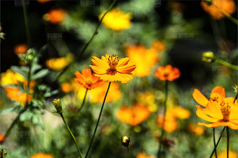 格桑花开格桑花特写