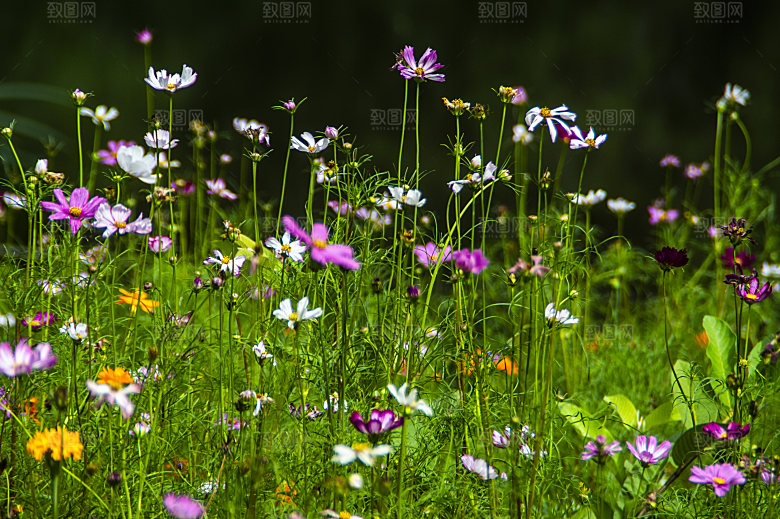 格桑花开格桑花特写