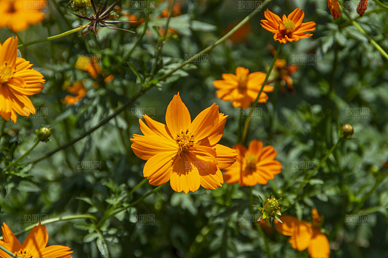 格桑花开格桑花特写