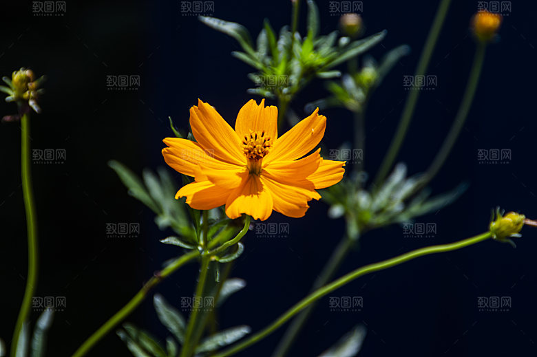 格桑花开格桑花特写
