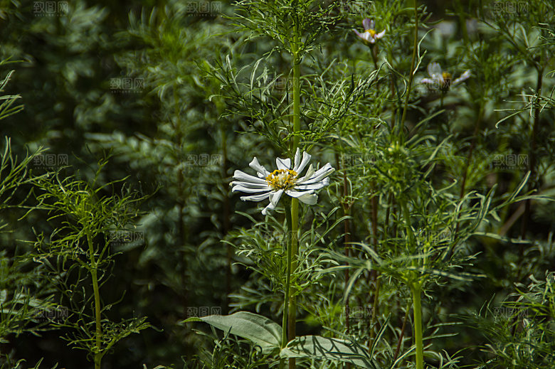 格桑花开格桑花特写