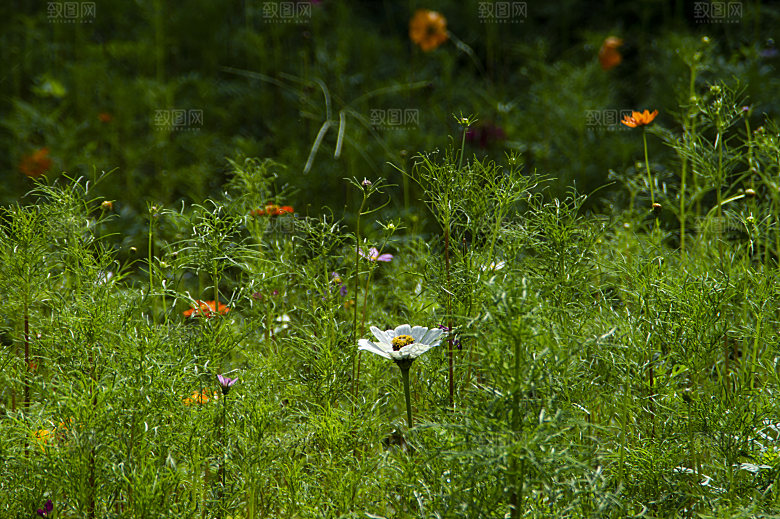 格桑花开格桑花特写
