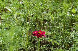 格桑花开格桑花特写