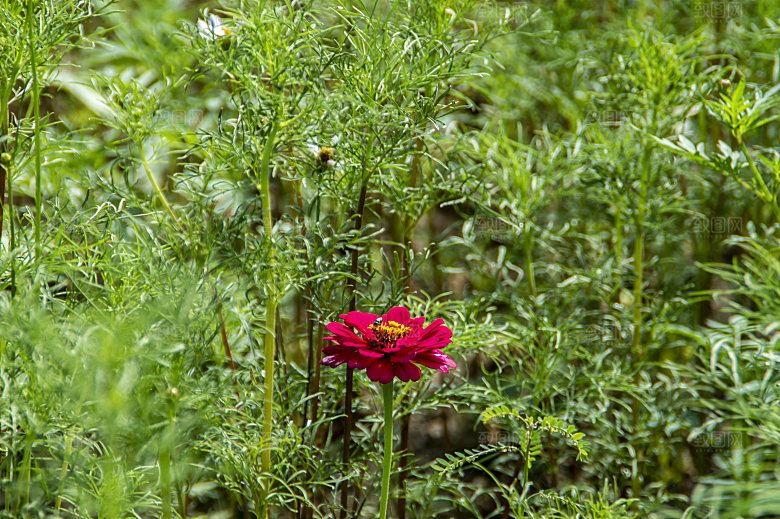 格桑花开格桑花特写
