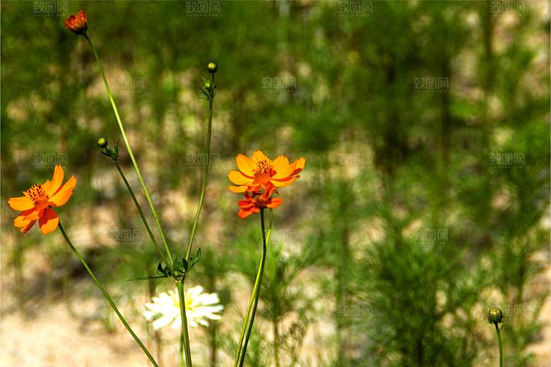格桑花开格桑花特写