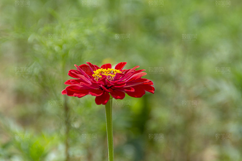 格桑花开格桑花特写