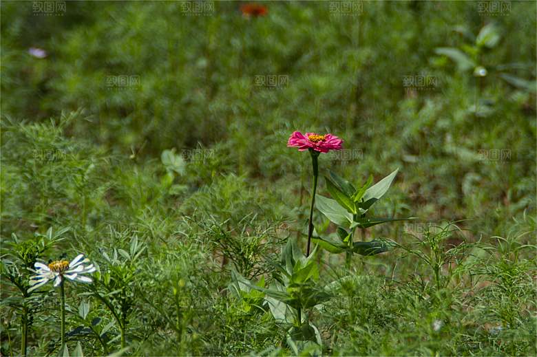 格桑花开格桑花特写