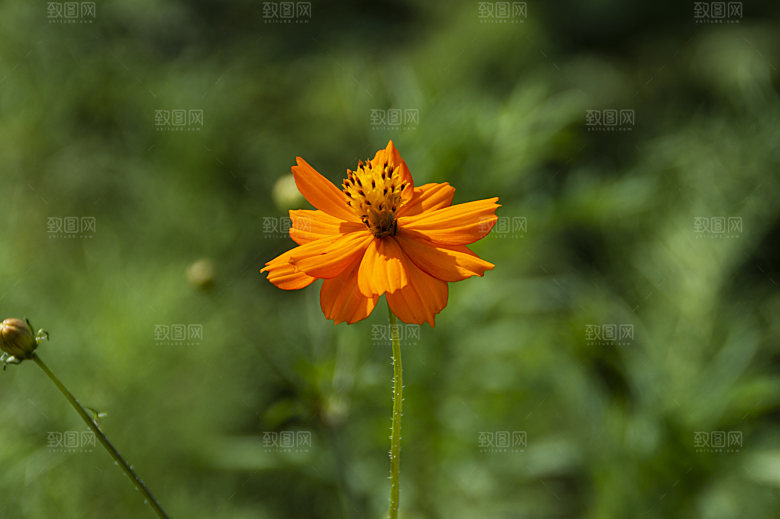 格桑花开格桑花特写