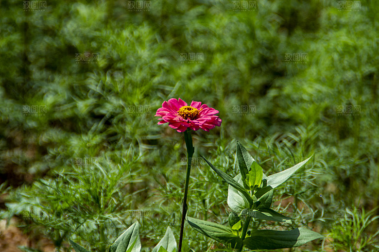 格桑花开格桑花特写