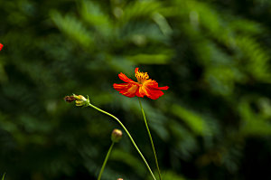 格桑花开格桑花特写