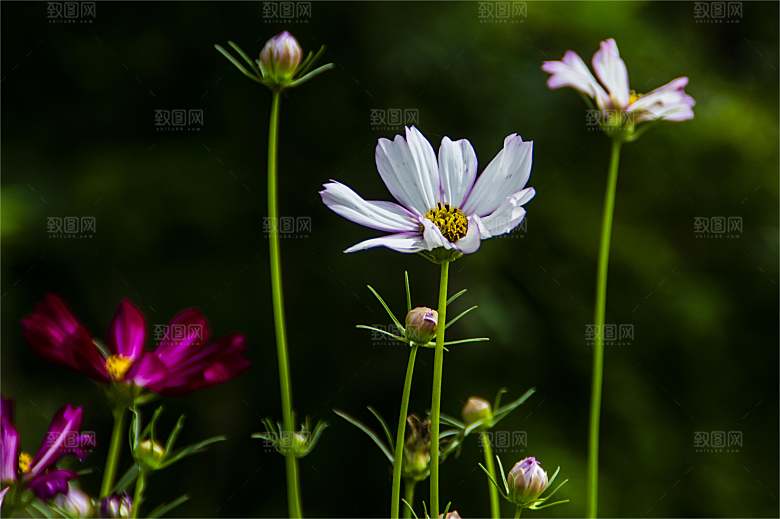 格桑花开格桑花特写