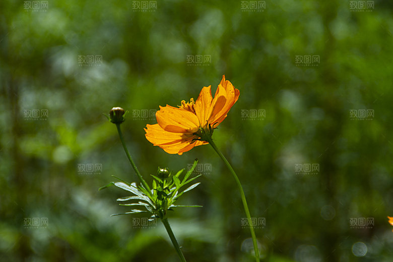 格桑花开格桑花特写