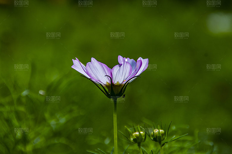 格桑花开格桑花特写