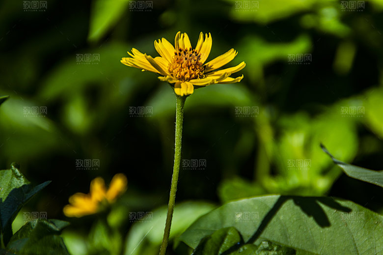 格桑花开格桑花特写