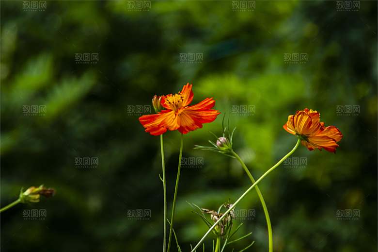 格桑花波斯菊花特写