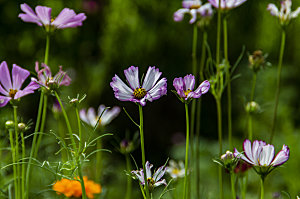 格桑花波斯菊花特写