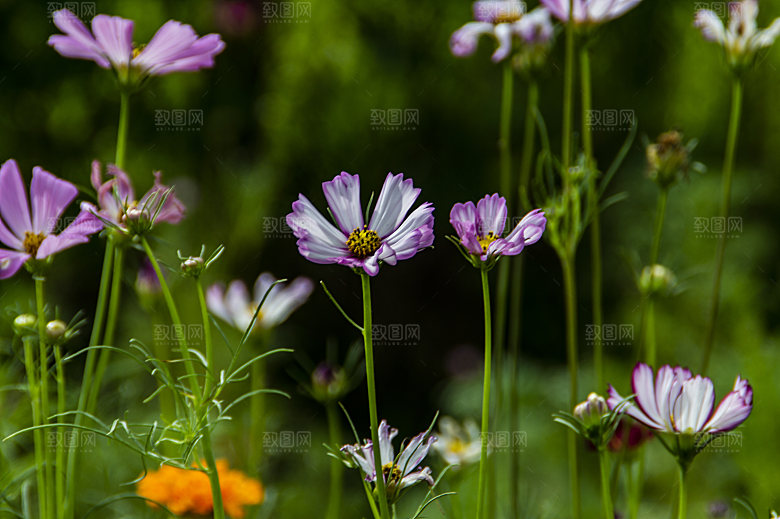 格桑花波斯菊花特写