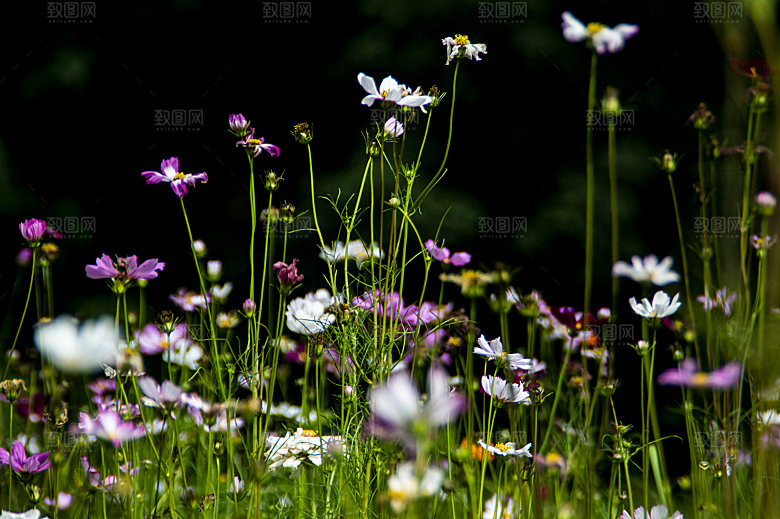 格桑花波斯菊花特写