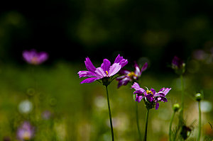 格桑花波斯菊花特写