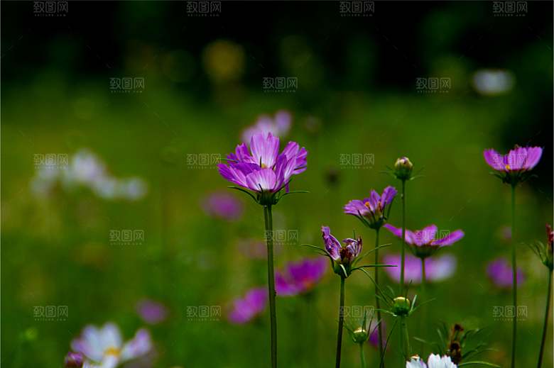 格桑花波斯菊花特写