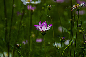 格桑花波斯菊花特写