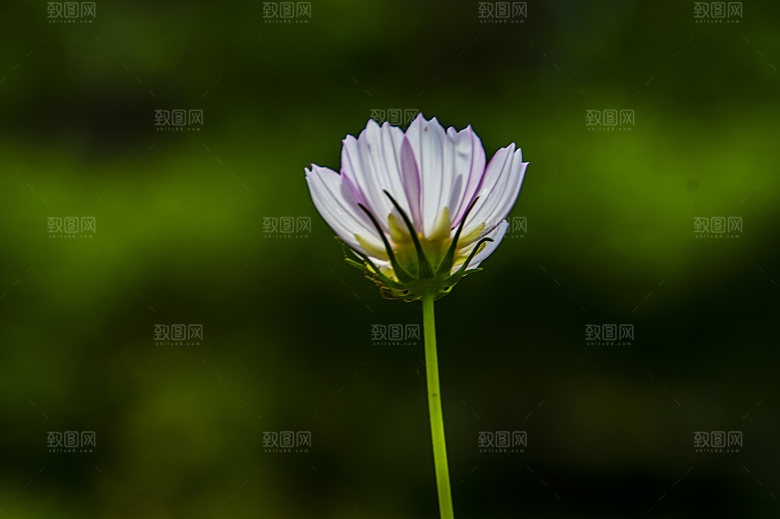 格桑花波斯菊花特写
