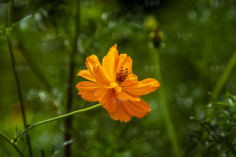 格桑花波斯菊花特写
