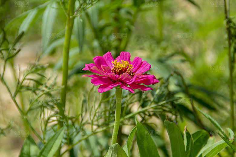 格桑花波斯菊花特写
