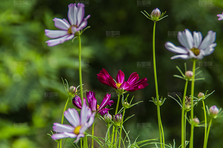 格桑花波斯菊花特写