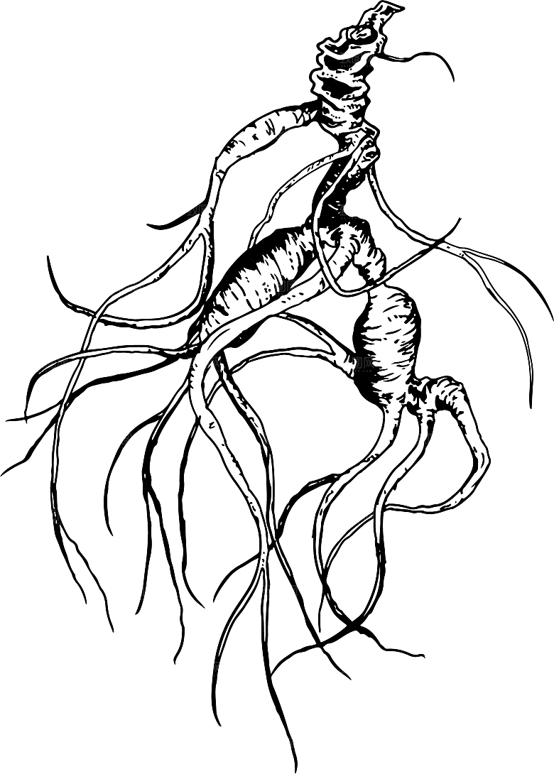 野山参矢量手绘插画