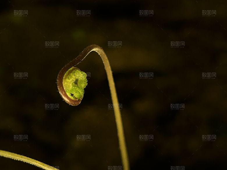 山间顽强生命力破土而出瞬间1