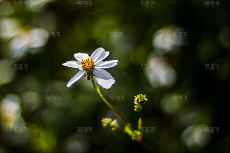 格桑花波斯菊花特写