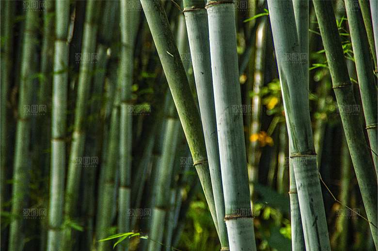 自然景观竹子竹叶