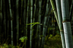 自然景观竹子竹叶