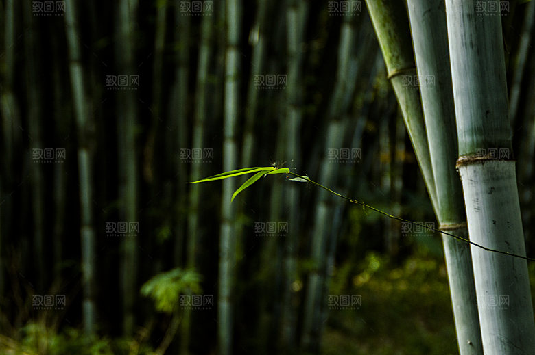 自然景观竹子竹叶