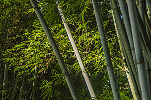 自然景观竹子竹叶