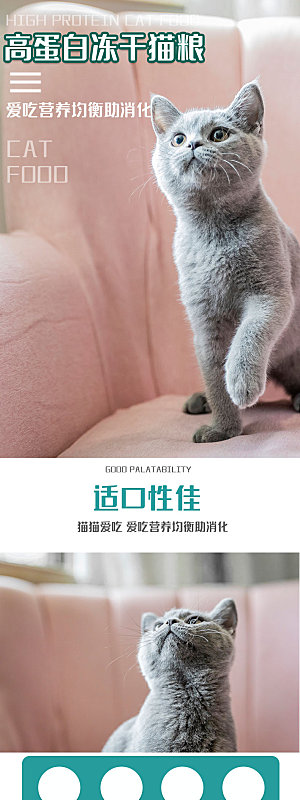 电商宠物店宠物用品详情页