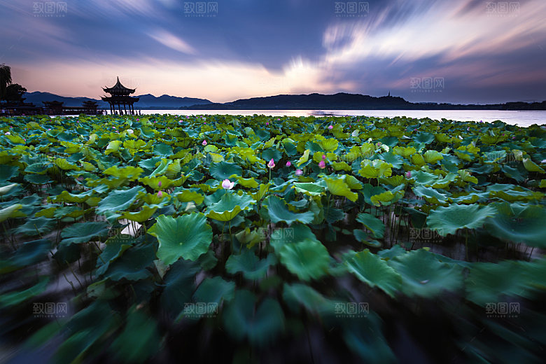 自然风光茶园湖泊建筑风景