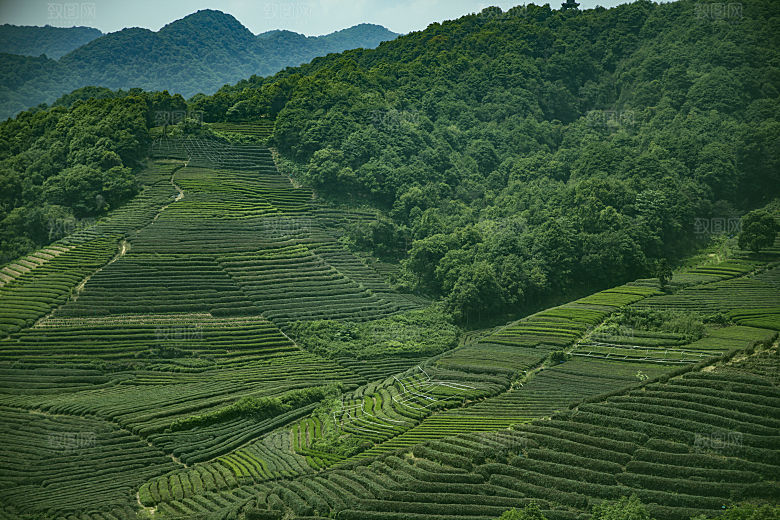 自然风光茶园湖泊建筑风景